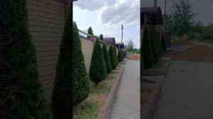 Вторичная стрижка туй.