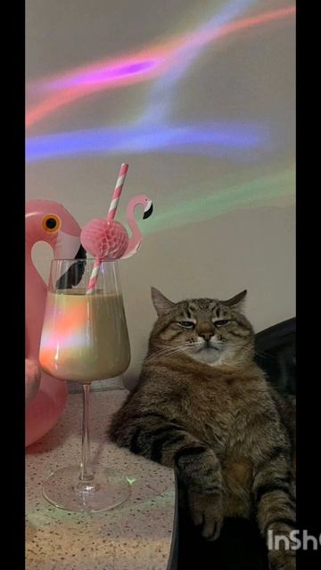 смешные обои котоф смотреть онлайн