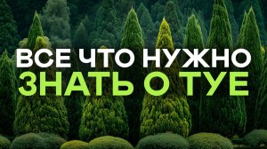 Зачем У Туи Удалять Вершины? Уход и стрижка ПОШАГОВО и ОЧЕНЬ ПОДРОБНО!
