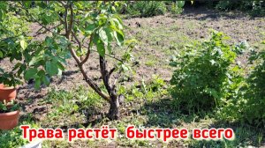 Дача. Фастфудный обед. Распаковка-чек.