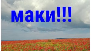 Где маки в Крыму ,Маки в Крыму! Крым! Маковые поля!  Море маков!