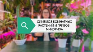 Микориза. Симбиоз комнатных растений и грибов