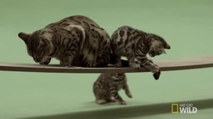 Discovering the Inner Cub | Big Cat Week