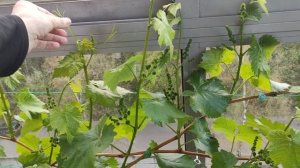 Виноград на балконе 27.04.2025