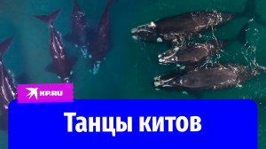 Киты подплыли к берегам Аргентины