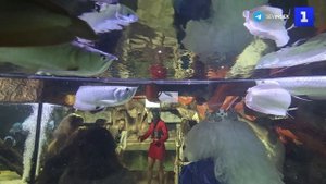 Первый в Крыму туннельный океанариум открыли на набережной Ялты