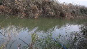 Рыбалка на карася на поплавочную удочку до темноты, с 2 фонариками. Вот так закрыл сезон