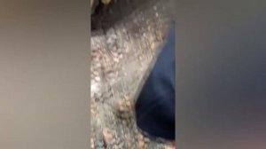 Нашли танк КВ 2 (Черные археологи #4)