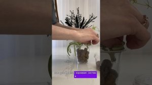 Эксперимент часть 1. Пересадила хлорофитум в керамзит.