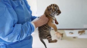 🐯12 амурских тигрят обживаются в зоопарке провинции Хэйлунцзян