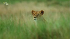 Nat Geo Wild  Дикие охотники 1 серия   Кошки 2019