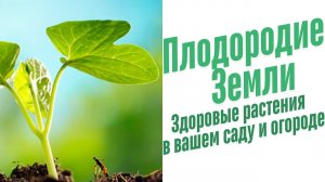 Стимуляторы иммунитета растений.