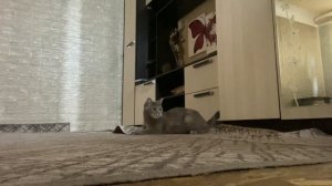 Жизнь Мисти