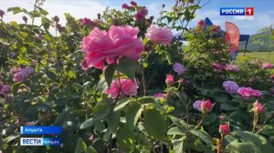 В Крыму приступили к уборке эфиромасличной розы.