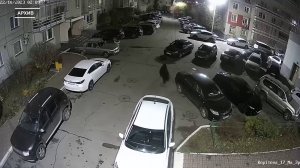 КРАСНОЯРЦЫ НАЧАЛИ ЗАМЕЧАТЬ МЕДВЕДЕЙ