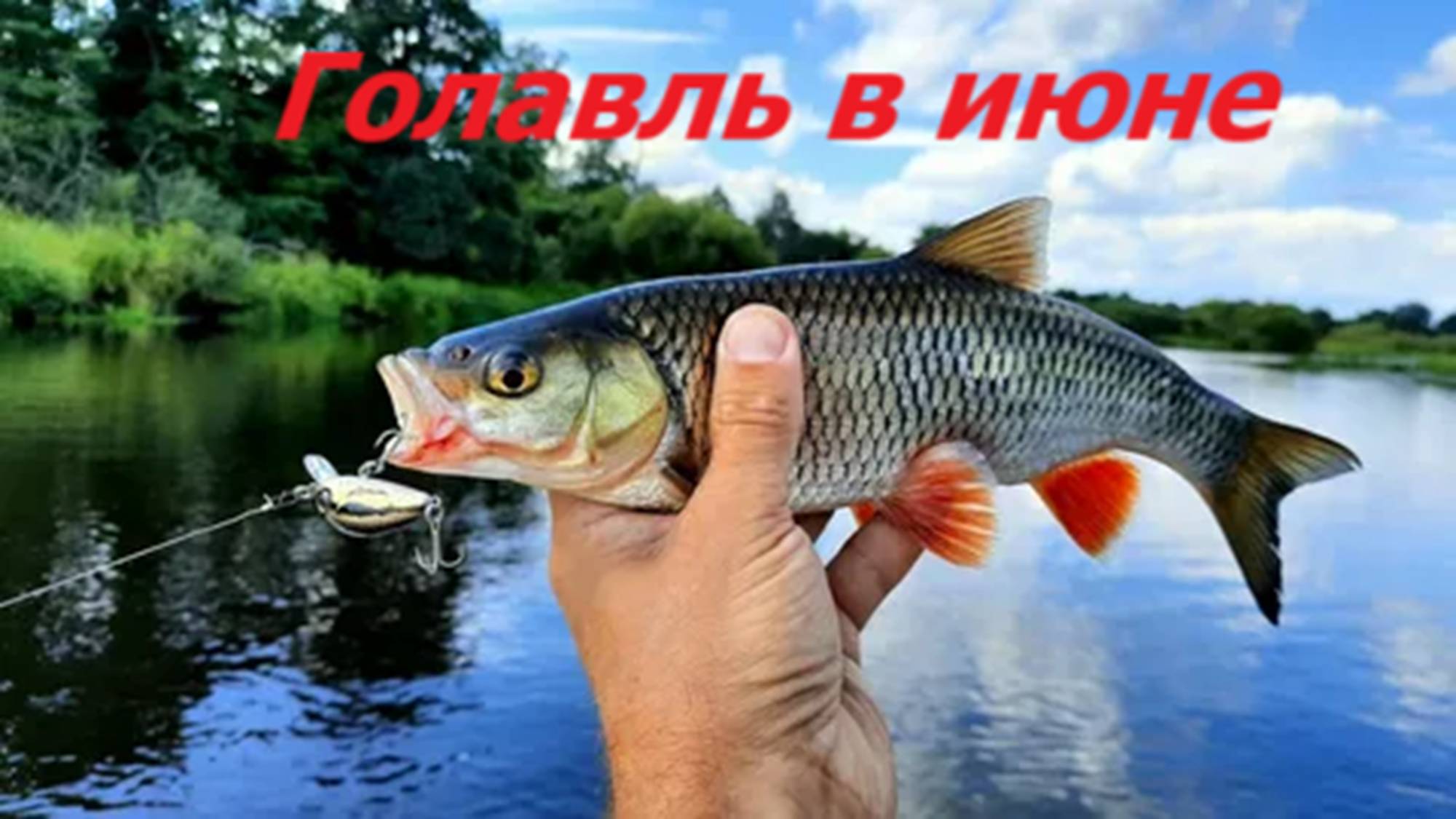 ТРОФЕЙНЫЙ ГОЛАВЛЬ в ИЮНЕ!  КАК ЛОВИТЬ ГОЛАВЛЯ в ИЮНЕ? МЕСТА, СНАСТИ и ПРИМАНКИ для ЛОВЛИ ГОЛАВЛЯ
