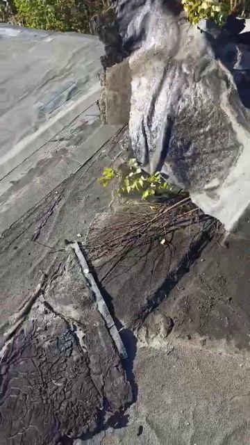 где только березы, не растут😄 #строительство #екатери смотреть онлайн