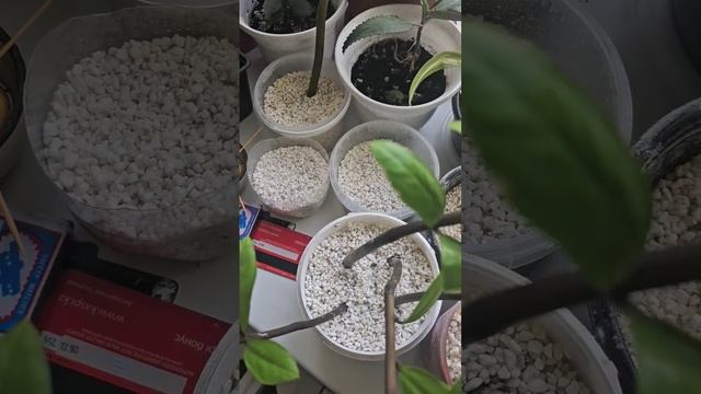 Киви,Финики,Мандарин,Драконий фрукт,Авокадо,Оливки,Ин смотреть онлайн