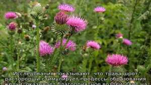 Трава расторопша: описание, свойства и применение