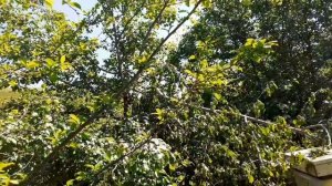 Последствия снежного шквала на пасеке. 1 июня 2025г.