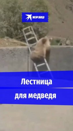 Какие смелые! В Дагестане медведю дали лестницу, чтобы выбраться со стройки
