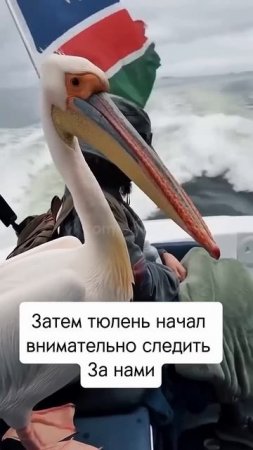 Вероятность увидеть в одной лодке человека, пеликана и тюленя крайне мала, но никогда не равна нулю