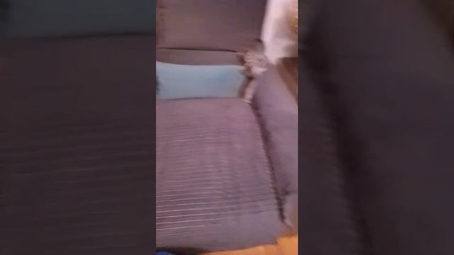 милые котята