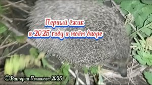 Первый ёжик а этом году появился в моём дворе 19 мая
