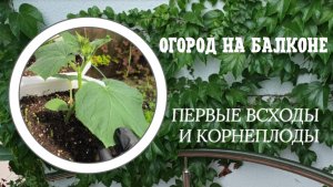 Огород на балконе. Первые всходы и корнеплоды в горшках.
