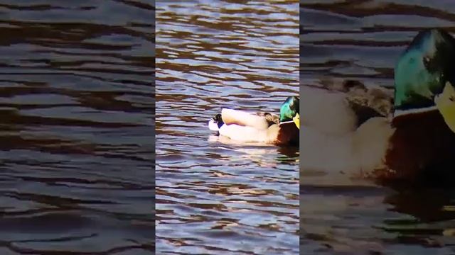 Бинокль Styrka S9 10×42 #shorts #binoculars #photography #video