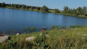 2.06.2025.Усадьба Парк Кино Ляхово. Парк Кошек. Домодедово. Обзор платины Ляховского озера(нижнее).