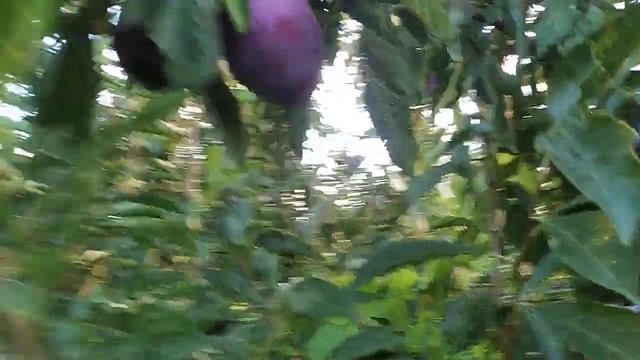 Диплоїдна слива Бербанк Гігант. 2024 рік. смотреть онлайн