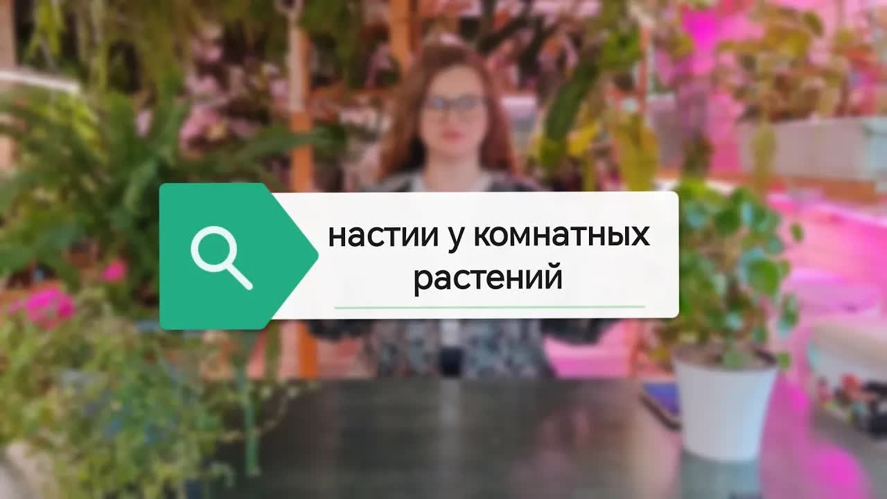 Настии у комнатных растений или как двигаются наши растения