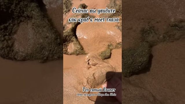 Кого можно найти в песке ? #экскурсиившармэльшейх