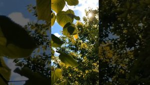 Город Петра цветёт и благоухает.