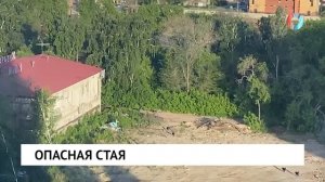 Опасная стая