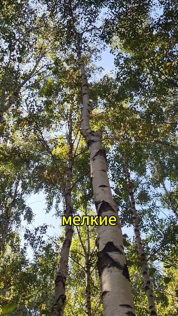 Бактериальная ВОДЯНКА берёзы смотреть онлайн