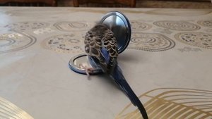 Волнистый попугай Марк и зеркало.