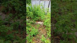 Дача обзор, после дождика.