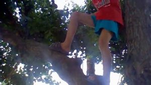 Макс залезает на дерево