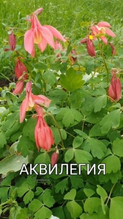 Цветы нашего района. Аквилегия.