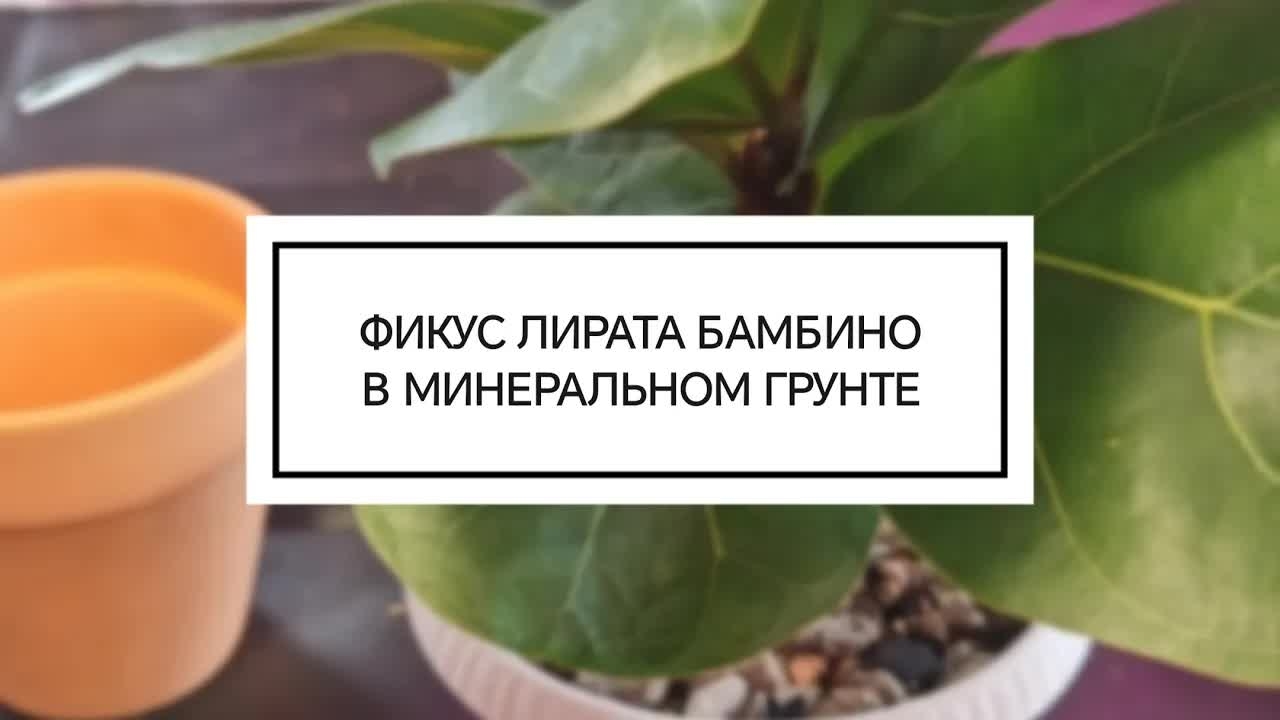 Простая перевалка фикус лирата бамбино. Интересные факты про фикусы