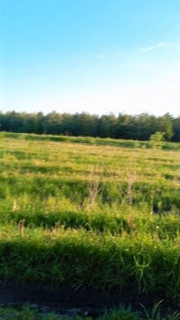 Звуки и виды природы, создающие атмосферу спокойствия и умиротворения Timelapse from the window