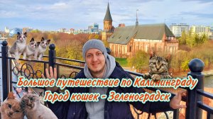 Большое путешествие по Калининграду. Город кошек - Зеленоградск