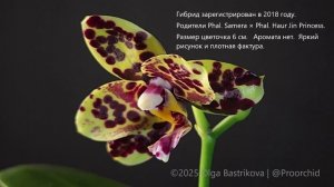 Phal. Yaphon Black Swan Black Anaconda