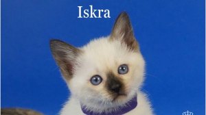 Тайская девочка Iskra Gamlet, сил пойнт, 1,5 месяца