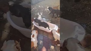 американский булли. самая лучшая собака!