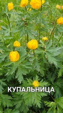 Купальница. Цветок из дикой природы.