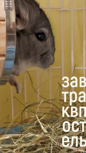 Завтрак в постель подан. Из жизни шиншилл - барин Шустрик
