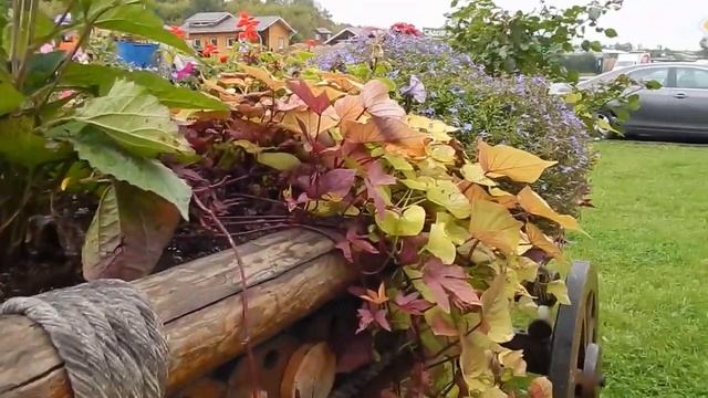 DSCN1027 16 09 2016 г ЛЮБИМЫЙ УГОЛОК ... смотреть онлайн